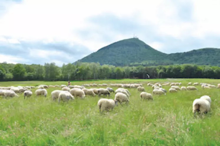 Au pied du Puy-de-dôme, à la belle saison, les brebis s’élancent sur les pentes du géant endormi. 