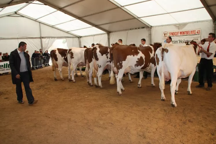 Le concours Montbéliardes.