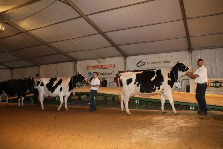 Le concours Prim'Holstein.