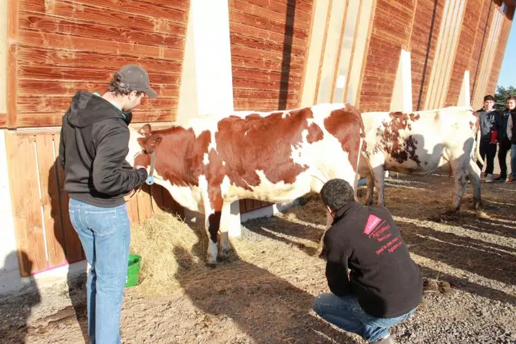 L’épreuve n’est pas si facile devant l’animal…