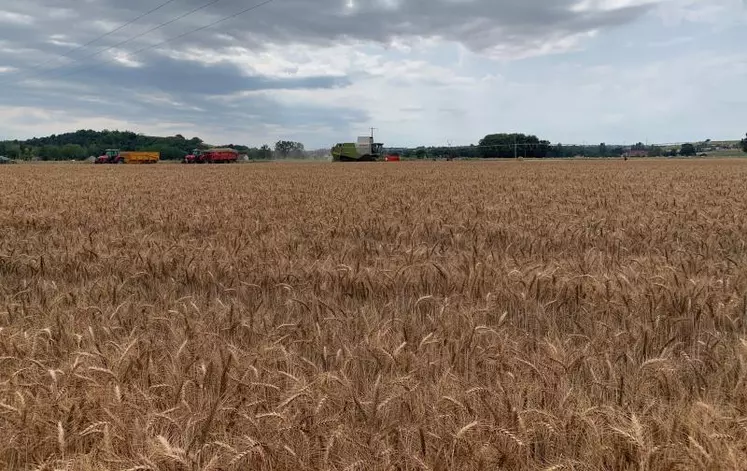 La campagne céréalière 2020 est très décevante en Auvergne.