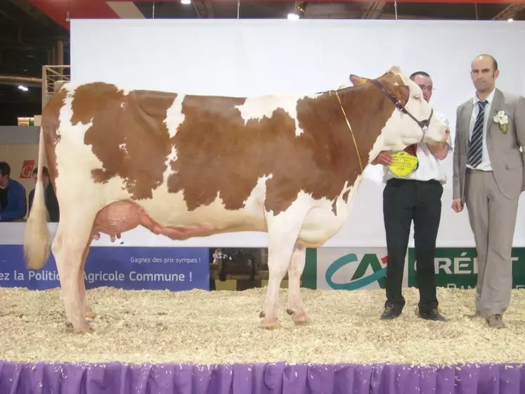 Douchka, la vache qui a marqué l’année 2012 en Haute-Loire et au-delà.