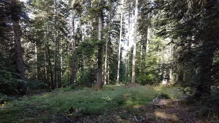 Forêt de résineux Haute-Loire