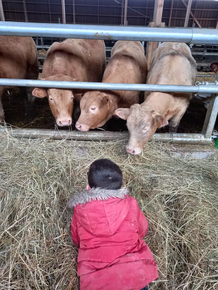 Enfants face à de jeunes bovins
