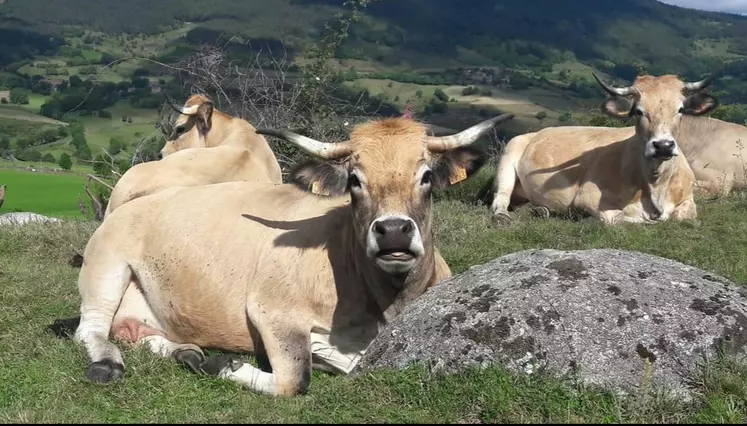 Vaches aubracs couchées dans un prés