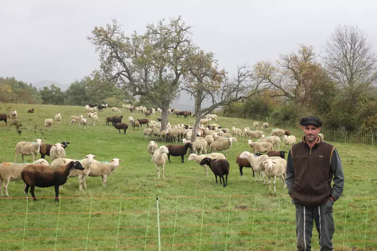 Julien Gérenton devant son troupeau de brebis