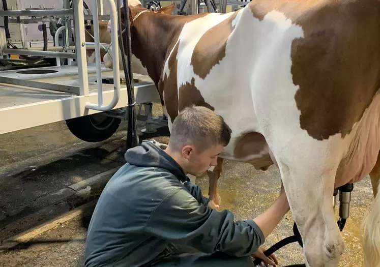 jeune garçon à la traite d'une montbéliarde