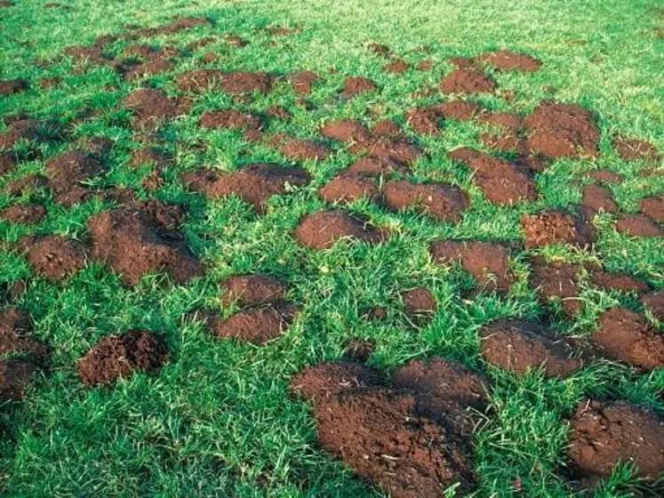 “Chaque année, en France, 10 000 hectares sont dévastés par les campagnols terrestres”