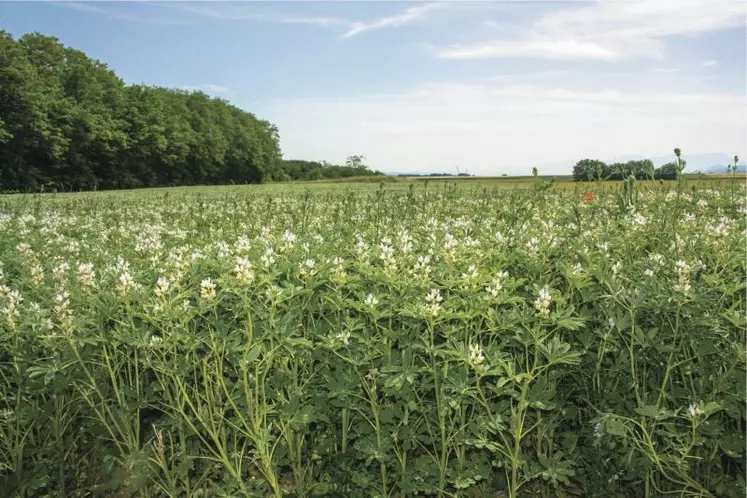 Les essais menés présentent une large gamme de cultures : pois, lupins, féveroles de printemps mais également d’hiver. (photo d’Archives).