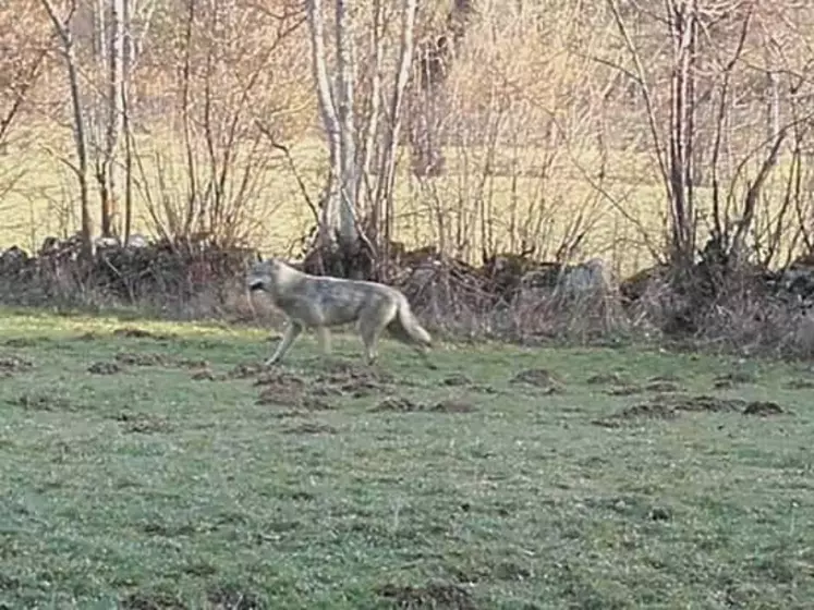 Loup