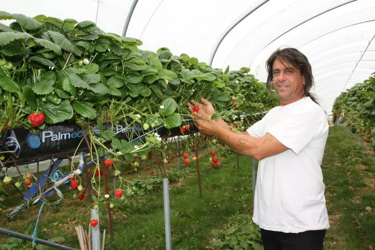 Pascal Fournel dans l’un de ses jardins suspendus de fraises.