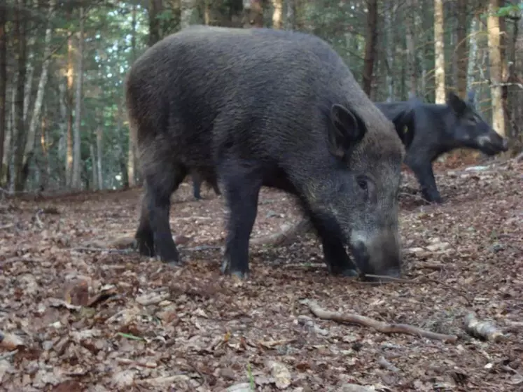 Entre agriculteurs et chasseurs, le problème du sanglier attise la tension.