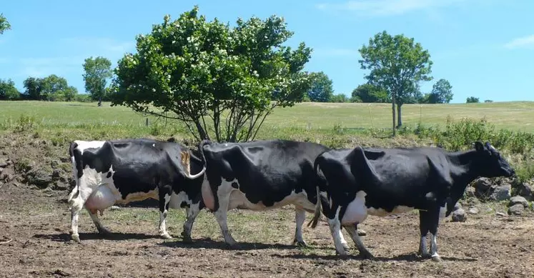 Noisette, Racine, Magie : 234 204 kg au total pour ces 3 vaches très bien conservées