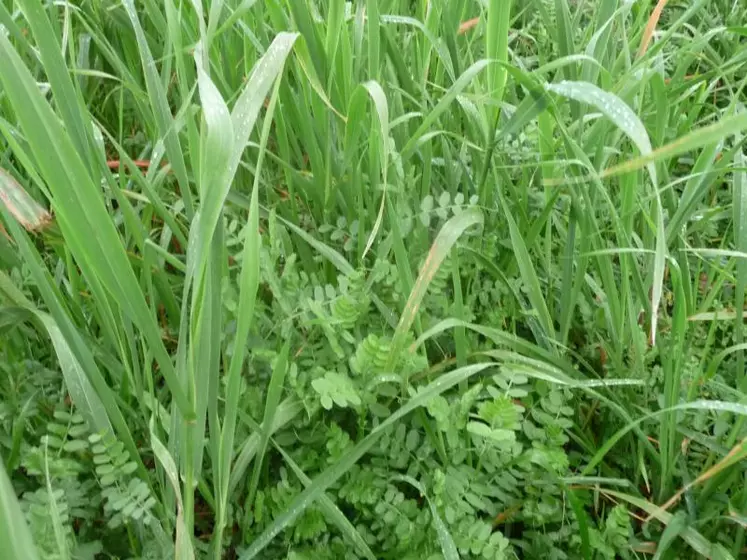 Au-delà de répondre, dans certains cas, à la réglementation, les couverts végétaux sont de vrais alliés agronomiques.