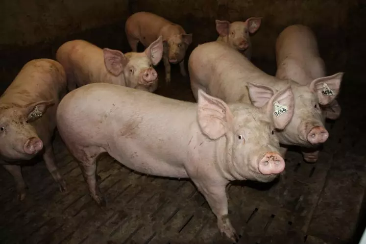 Depuis la fermeture du MPB, les prix du porc ont baissé de plus de 20 centimes d’€.