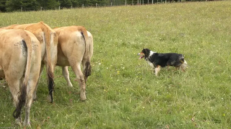 Un chien bien dressé, des ordres bien formulés… et le travail est bien fait.