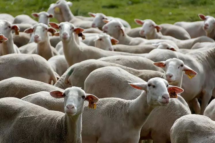 Selon les types de conduites d’élevage, les prix de revient des agneaux sont très différents.