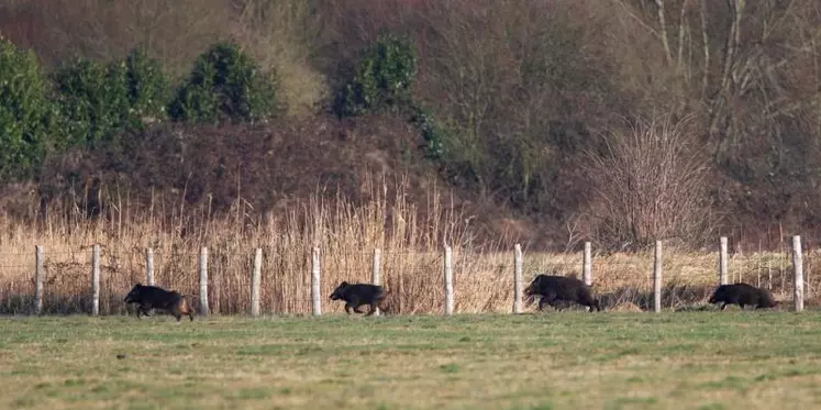 Pour les agriculteurs du secteur, cette découverte confirme les suspicions de lâchers clandestins de sangliers.