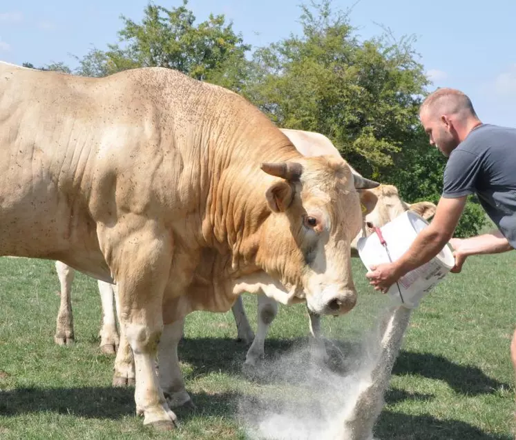 Les fabrications d’aliments pour les bovins viande se stabilisent.