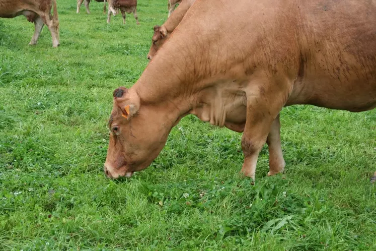 La prime à l'herbe est l'une des mesures les plus attendues.