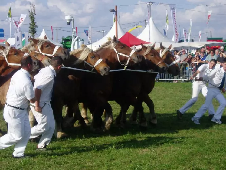 La présentation des chevaux de trait est une vitrine du travail des organisations professionnelles au Sommet.