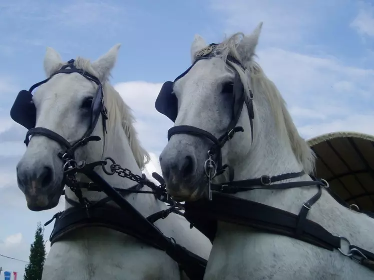 Les associations d'attelage valorisent l'utilisation du cheval.