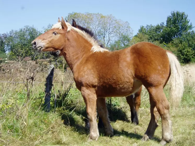 La viande, un patrimoine indispensable à la filière équine.