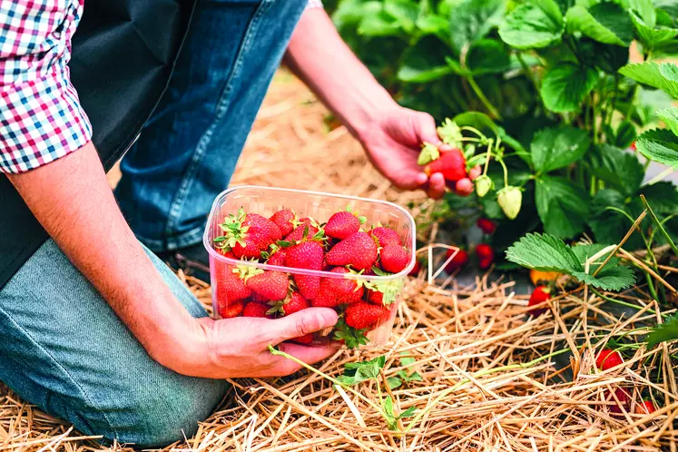 Main d'oeuvre sur culture de fruits rouges.