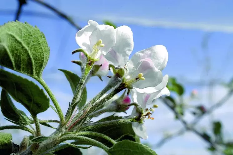 En 30 ans, on a gagné un mois sur la floraison des poiriers.