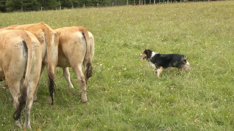 Les concurrents auront le choix entre bovins ou ovins.