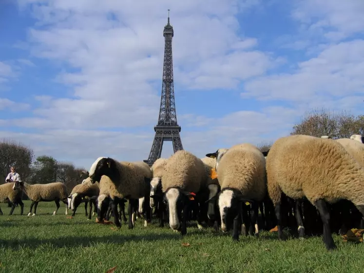 Les moutons devant la Tour Eiffel.