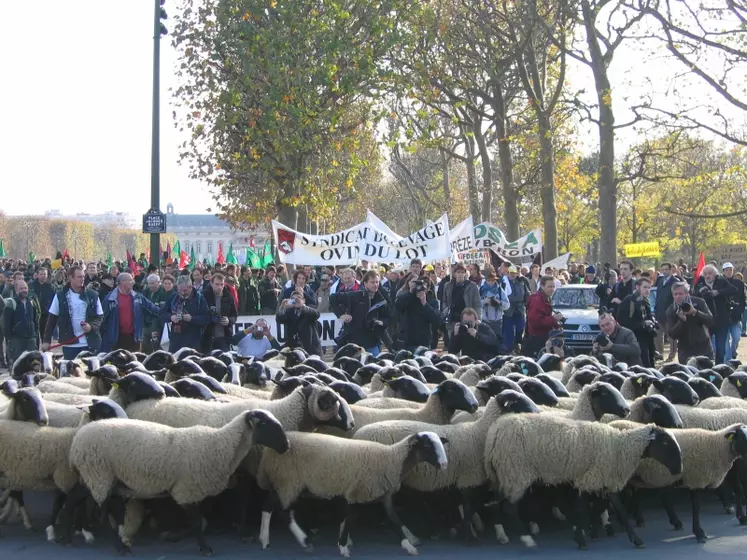 Moutons et manifestants.