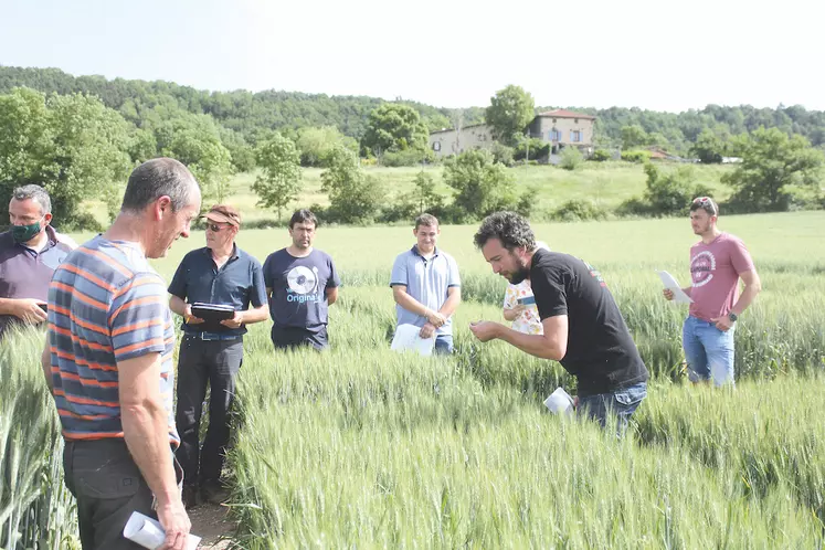 Visite de parcelles d'essais de céréales