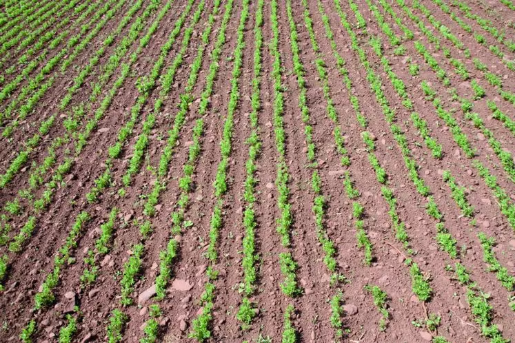 Cette année, plus de 3000 hectares ont été ensemencés.