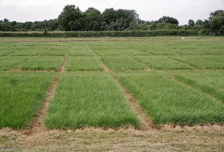 Confortée dans ses racines auvergnates,  les ambitions de Limagrain se tournent maintenant vers l’Europe et l’international.