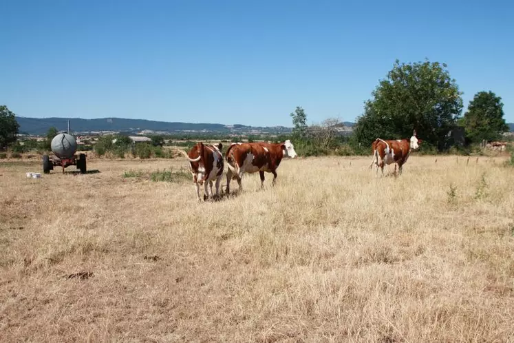 Archives juillet 2015 : Les vaches ne trouvent plus rien à manger dans les pâtures !