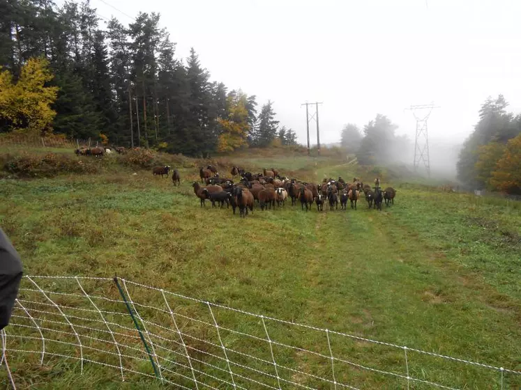 Par convention, le troupeau de Noires du Velay d’Emmanuel Coste entretient les parcelles sous la ligne électrique.