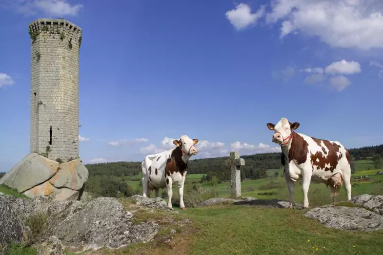 Ces deux Montbéliardes et leurs consoeurs vous attendent, 
et vous espèrent nombreux dimanche 28 juillet à Chanaleilles…