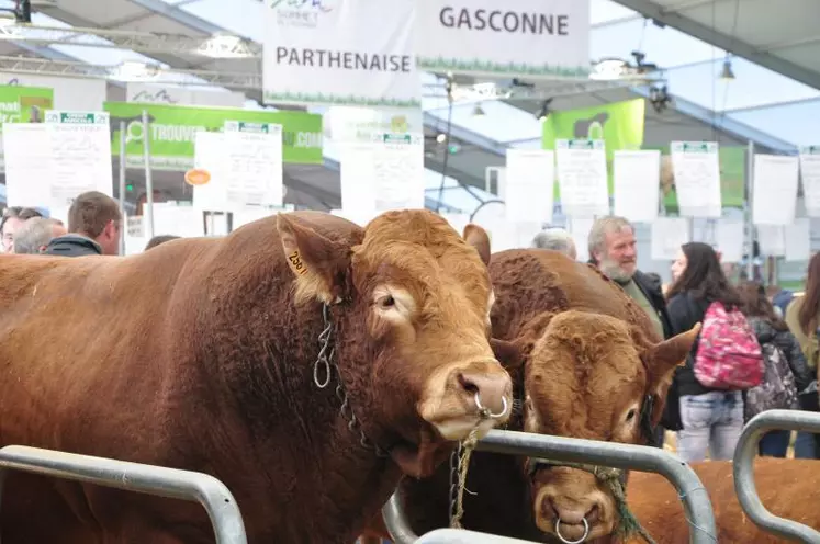 La race Limousine est à l’honneur cette année à travers le National Limousin.