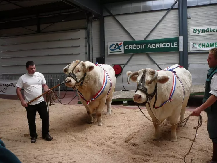 Plusieurs concours ont été organisés en 2008 ; ici le Régional Charolais.