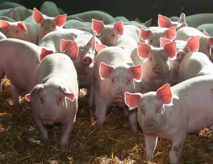 Sur les premiers mois de 2014, le cours du porc français est en recul de 4% par rapport à l’année dernière. et l’aliment est remonté à 267 euros la tonne début mai