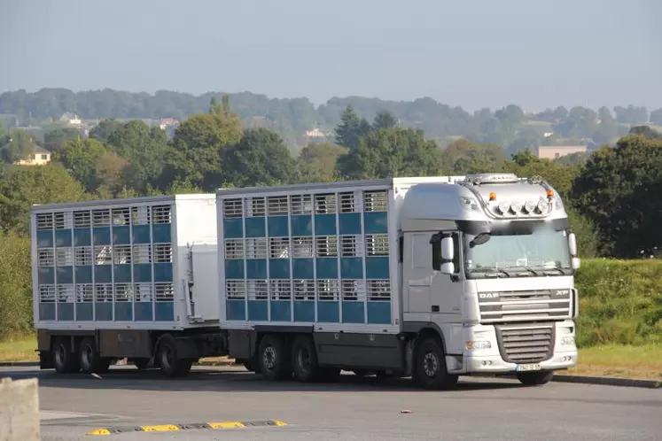 Selon le réglement européen, «nul ne transporte ou ne fait transporter des animaux dans des conditions telles qu’ils risquent d’être blessés ou de subir des souffrances inutiles».