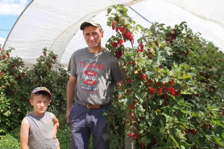 Denis Chometon avec son fils dans les parcelles de groseilles en pleine production.