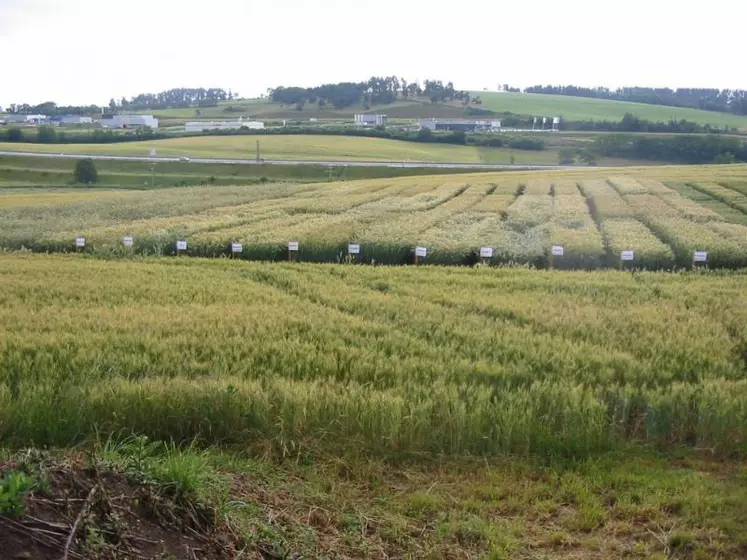 En 2009, les expérimentations étaient situées à St Flour dans le Cantal (photo) et Valprivas en Haute-Loire.