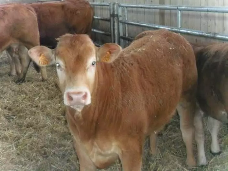 Le contrôle de performances en bovins viande, un plus pour les élevages.