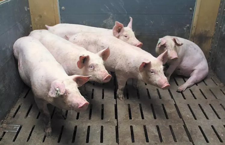Le projet est un élevage de porcs, en post sevrage et engraissement.