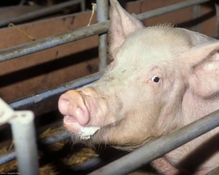 La section porine et la Chambre d’Agriculture ont demandé que l’ensemble des directives nationales concernant les installations classées soient appliquées en Haute-Loire, au même titre qu’au niveau national.