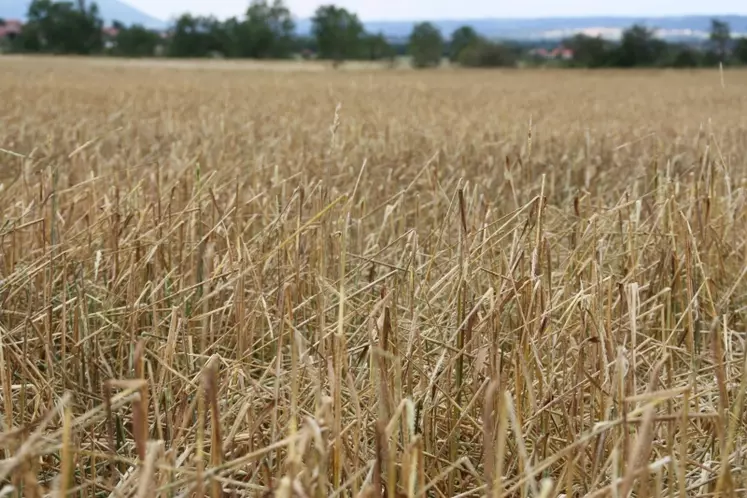 Orge : les épis sont coupés, il ne reste que les tiges de paille.