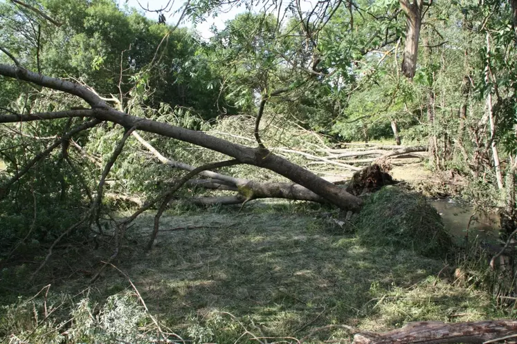 Des arbres déracinés.