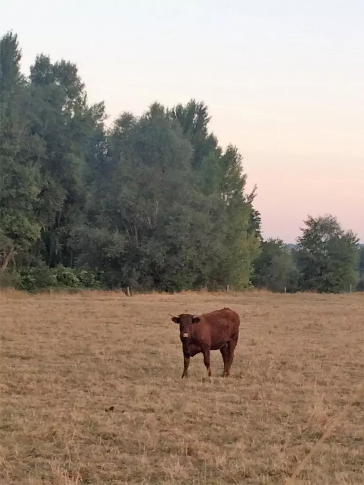 Plusieurs départements de la région ont été reconnus en calamités agricoles au titre de la sécheresse.